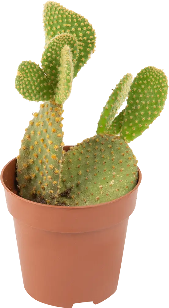 Santreyd Опунция — кактус для современного интерьера 10 см 85062780