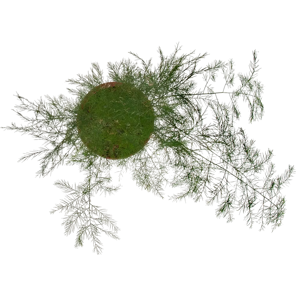 Santreyd Аспарагус ампельный для интерьера 82560379 STLM-0029923 - Вид №1