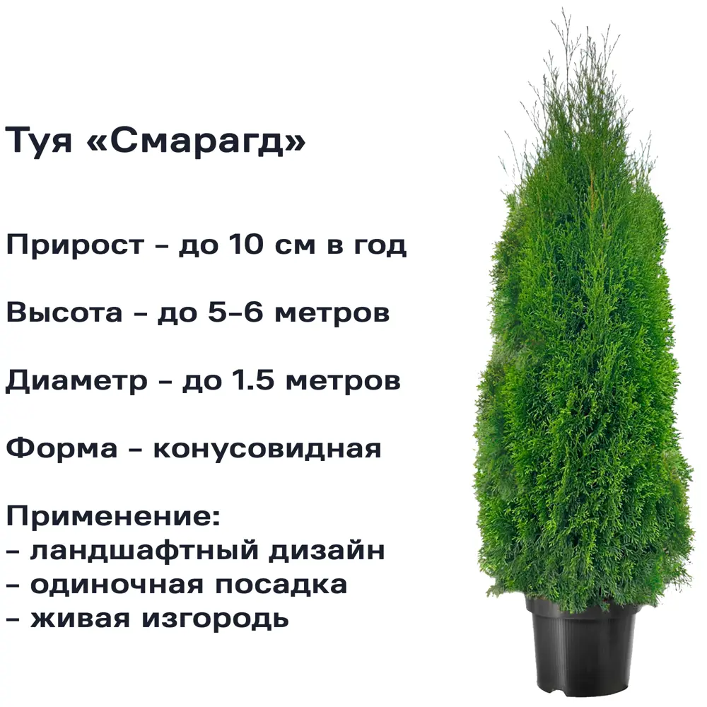 Santreyd Туя Смарагд — вечнозелёный акцент для ландшафтного дизайна 84173502 STLM-0046823 - Вид №1
