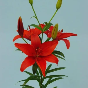 Лилия «Monte Negro», 12х14 см