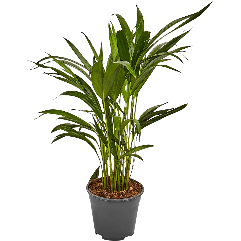 Пальма Арека Santreyd — элегантное украшение интерьера 82578913 STLM-0030475