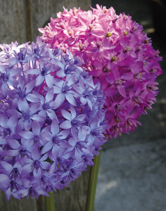 3527 222 a3 Искусственный лук, 80 см, темно-фиолетовый H-andreas