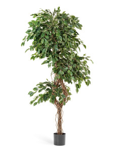 10.31307N Фикус Бенджамина Селеста Цветочная коллекция