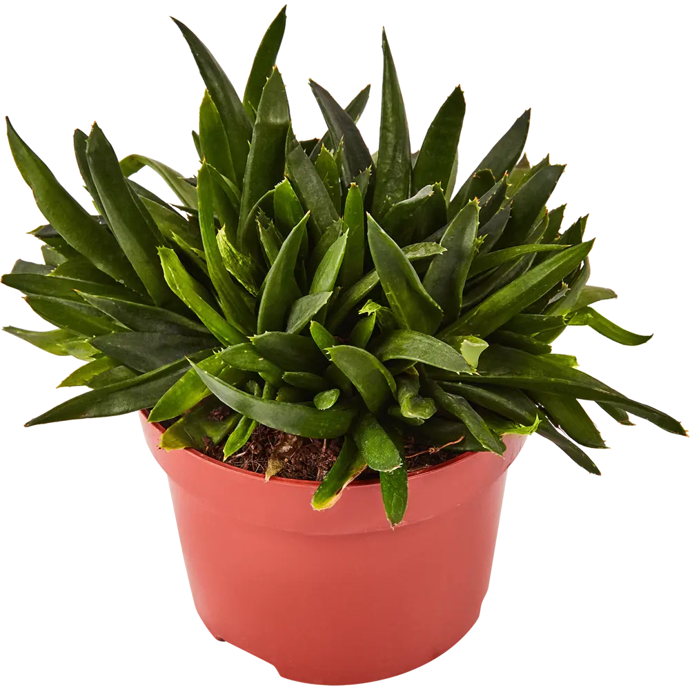 Santreyd Суккулент Рокс микс - живой декор для интерьера 87819731 STLM-0075901 - Вид №1