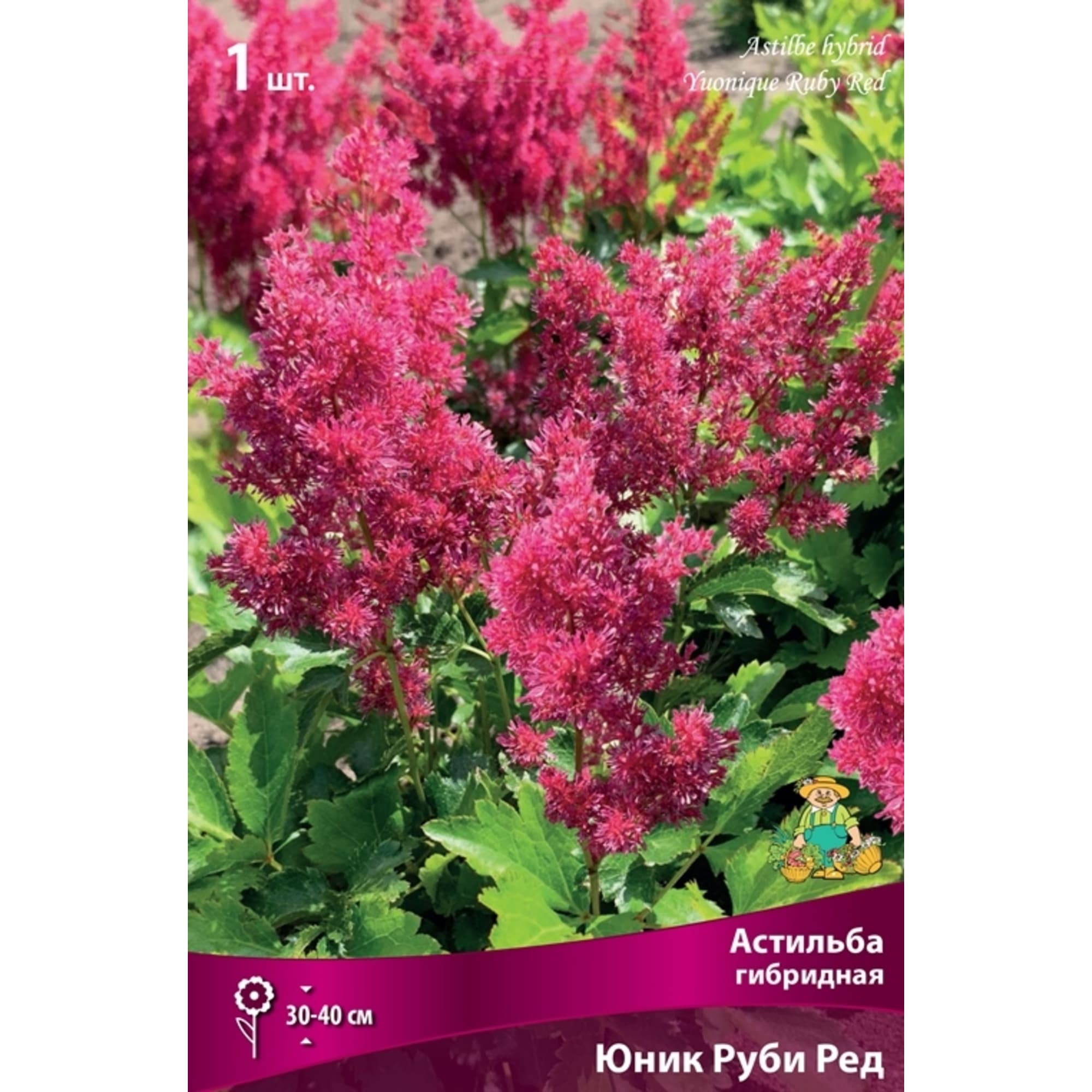 83599221 Астильба гибридная Юник Кармин луковица I Santreyd 