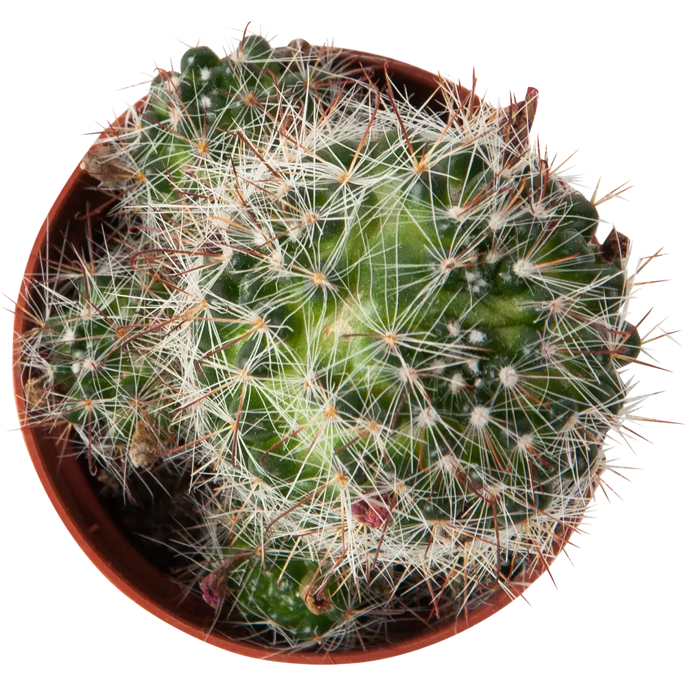 Кактус Маммиллярия 5.5x15 см 82384072 STLM-2186834 Santreyd  - Вид №1