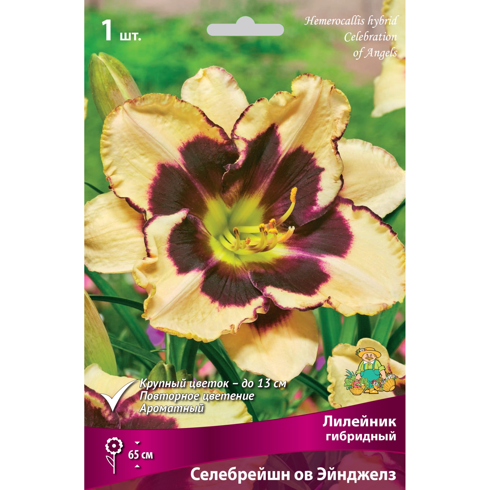 82661832 Лилейник гибридный «Селебрейшн ов Эйнджелз» разбор I Santreyd 