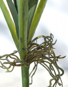 4910 883 a3 Искусственный листовой куст, 40 см, зеленый H-andreas