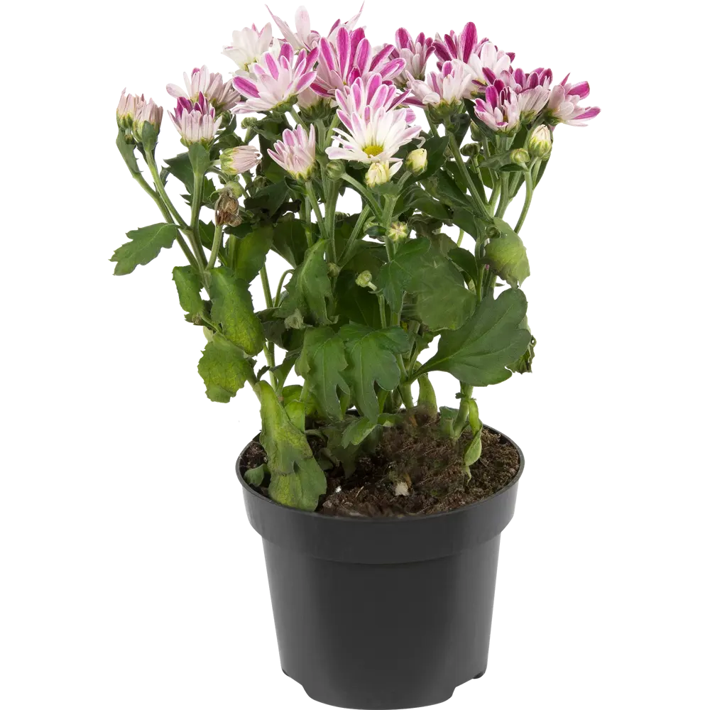 Хризантема Santreyd микс - яркое горшочное растение для дома и сада 14032484 STLM-0004210