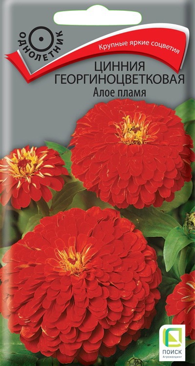 Семена циннии Алое Пламя Santreyd - яркие георгиноцветковые цветы 86218003 STLM-0066951