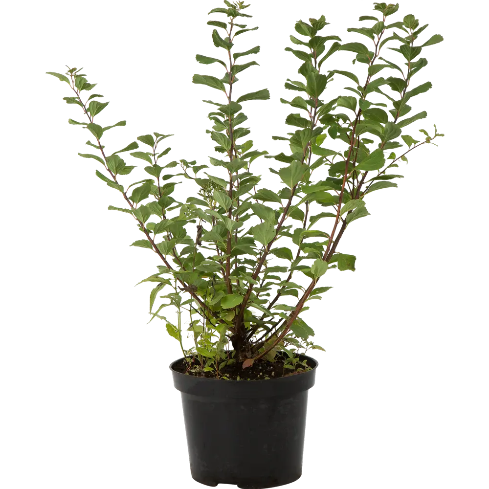 Спирея берёзолистная «Тор» C3 20-40 см PLANTMARKET STLM-2062948