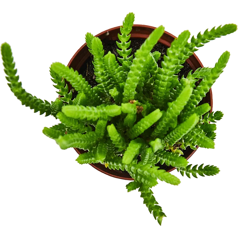 Santreyd Крассула плаунковидная — изящный суккулент для вашего интерьера 87819709 STLM-0075896 - Вид №2