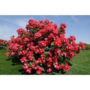 Santreyd Парковая роза микс - неприхотливый саженец для живописного сада 89363651