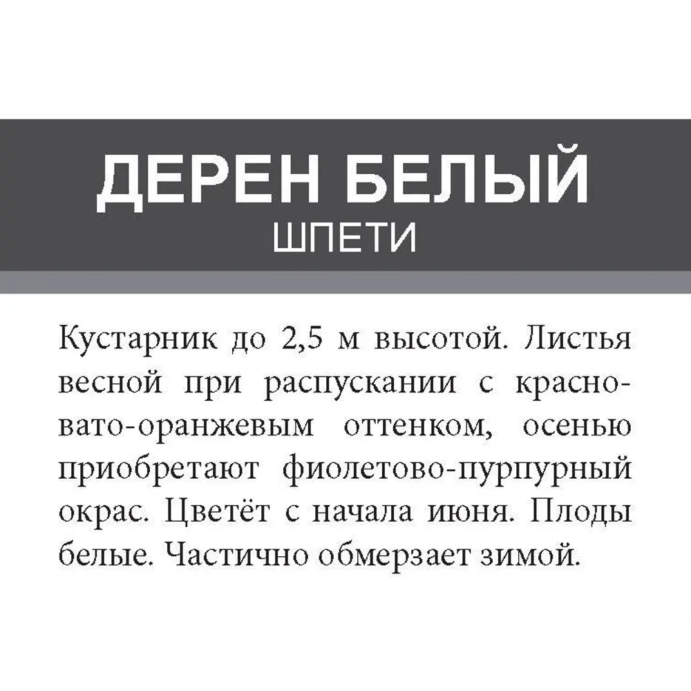 Дерен белый Шпети ø15 h35 см 85670442 STLM-2046683 Santreyd  - Вид №2
