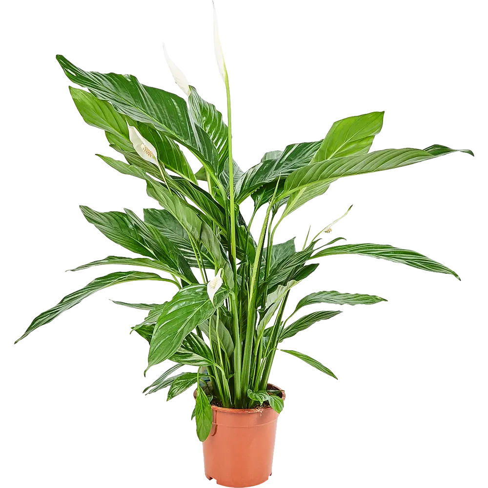 Santreyd Спатифиллум Свит Лауретта - изящное комнатное растение с белыми цветами 82399749 STLM-0026504