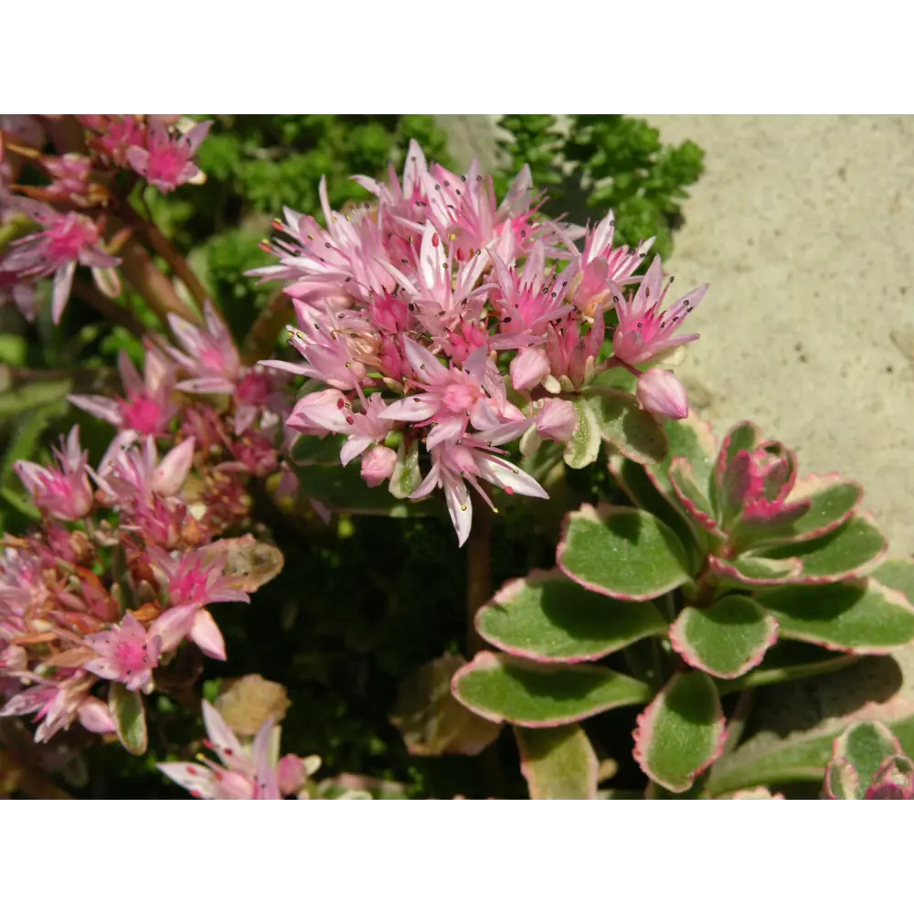 Очиток ложный ø9 h20 см 84406452 STLM-2016323 PLANTMARKET 