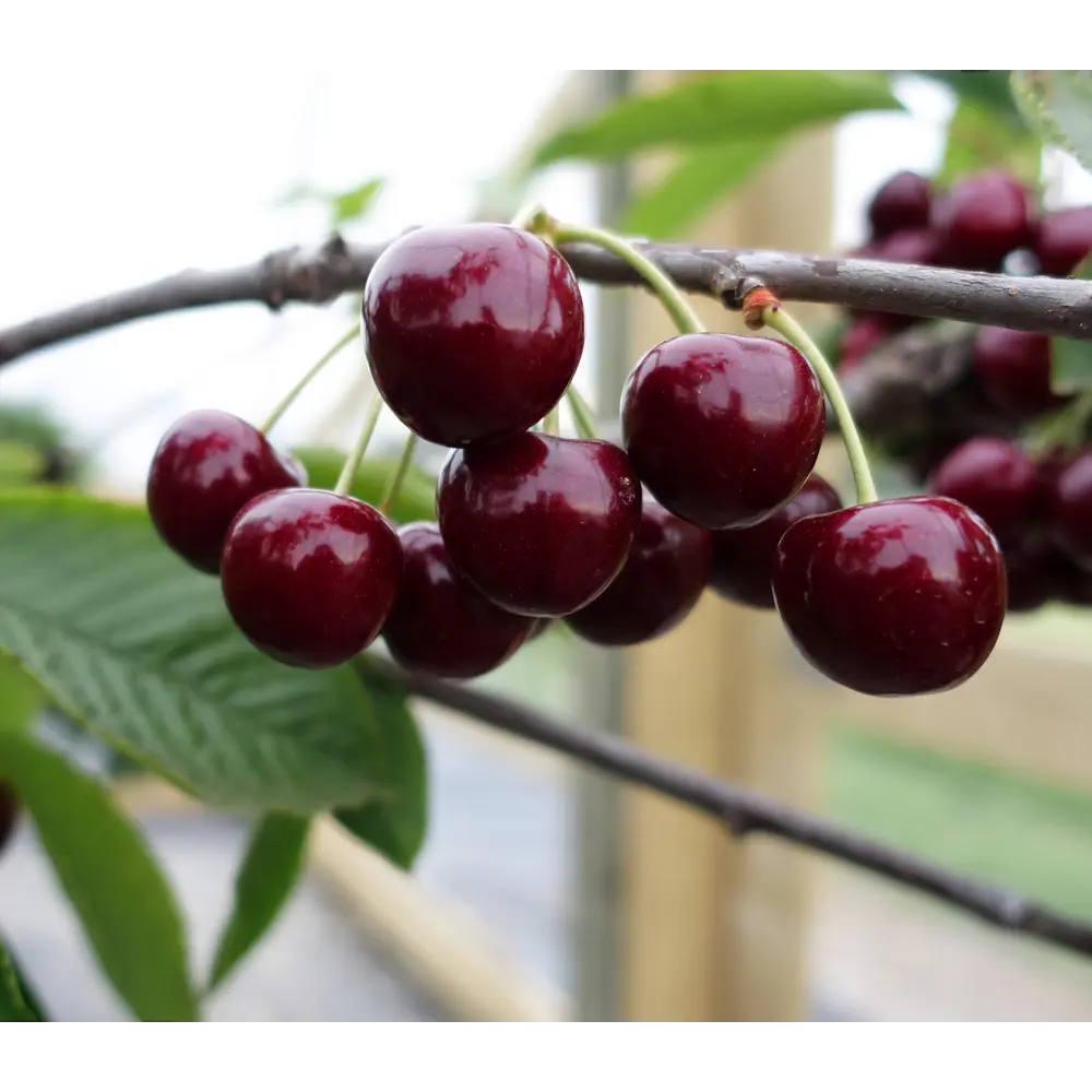 Черешня Ипуть в тубе Цветочный альянс 82539577 STLM-2072282 BOTANIC COLLECTION 