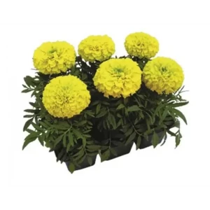 Тагетес прямой Дюн микс h15 см 6 шт. 89369018 STLM-2000424