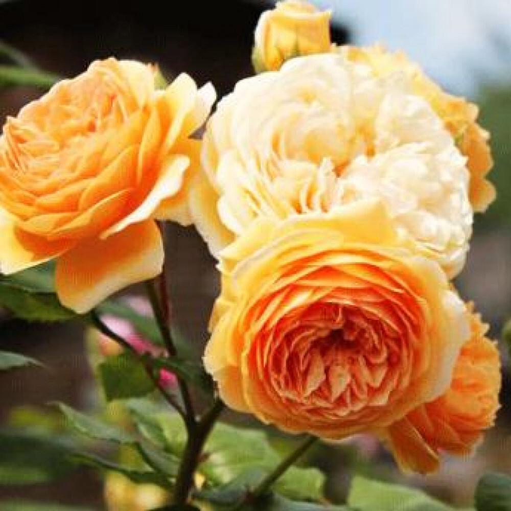 Английская роза Беатрис - саженец с желтыми цветами 87690898 Santreyd STLM-0074947