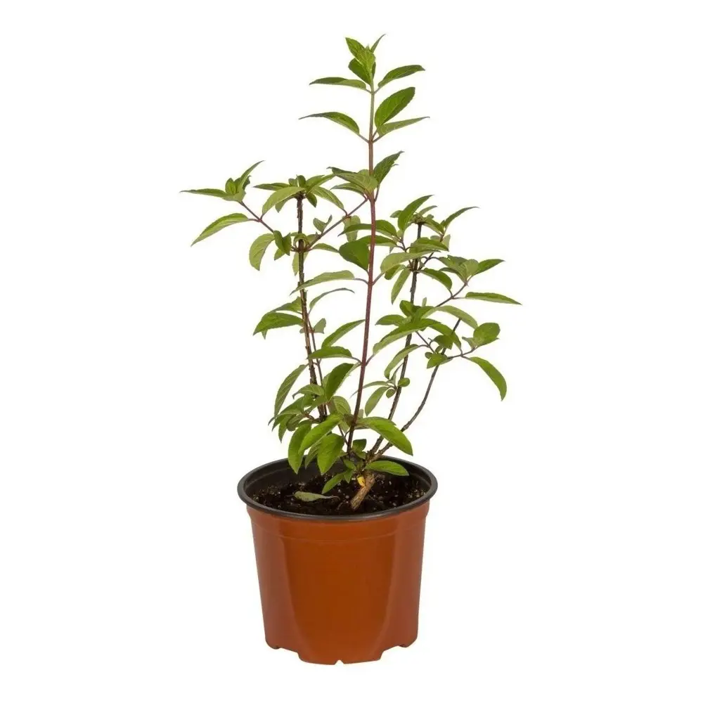 Гортензия метельчатая Биг Бен ø19 h30 см 89465425 STLM-2003164 PLANTMARKET  - Вид №1