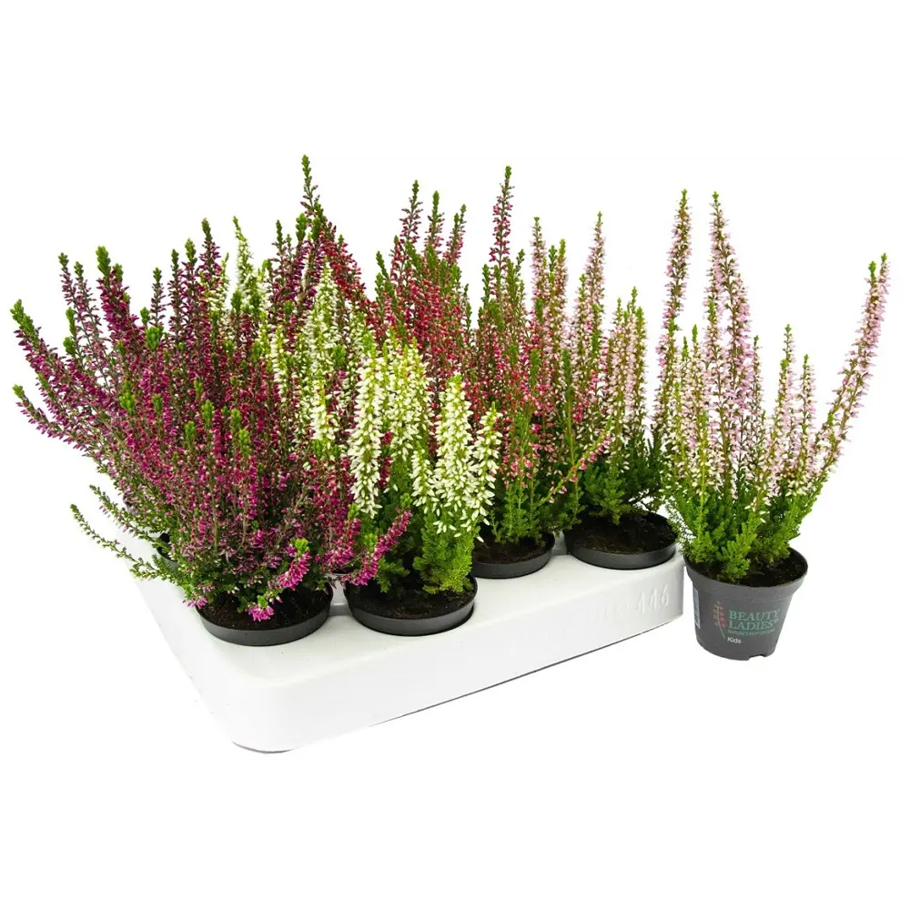 Вереск Бьюти Ледис Santreyd - вечнозеленый кустарник с красными цветами 89383112 STLM-1345686