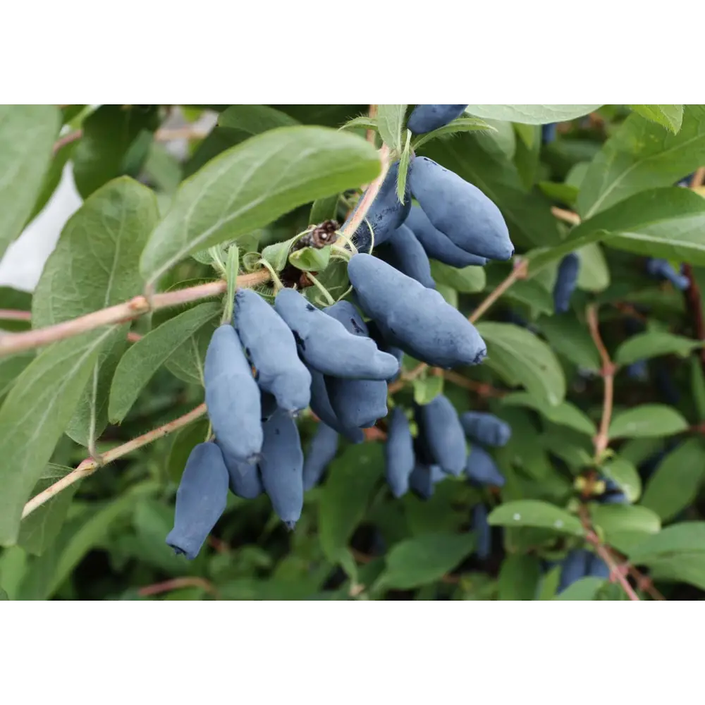 Жимолость Гордость Бакчара в тубе 82539563 STLM-2128906 BOTANIC COLLECTION 