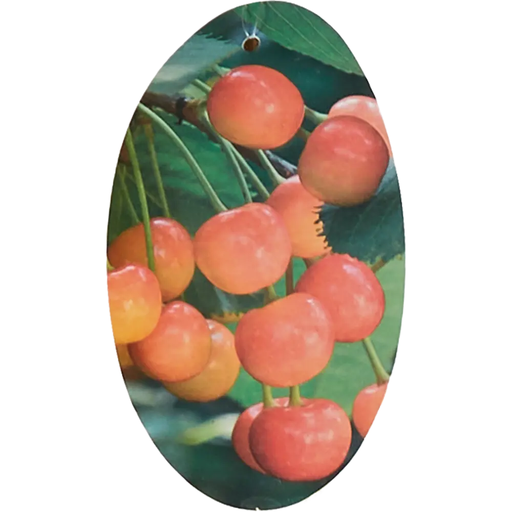 Черешня Брянская Розовая ø20 h140 см 85608206 STLM-2159948 Santreyd 