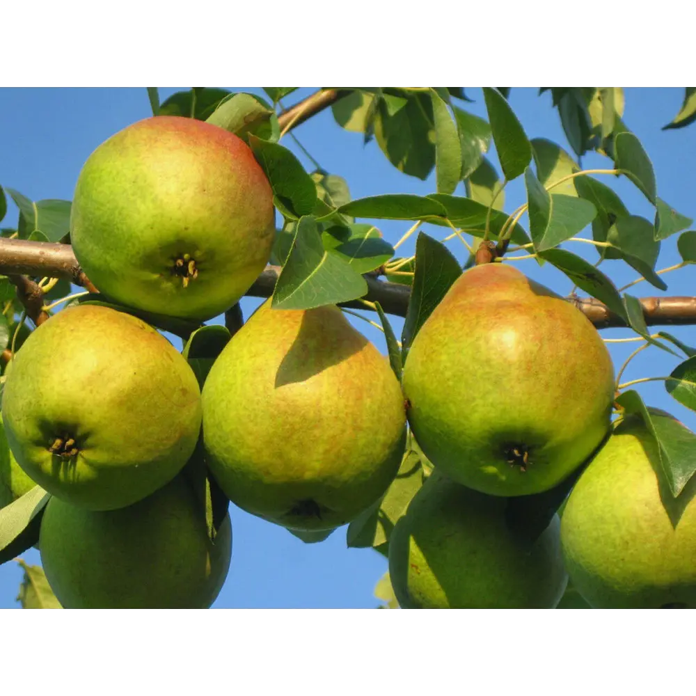 Груша Любимица Яковлева ø20 h120 см PLANTMARKET STLM-2033442