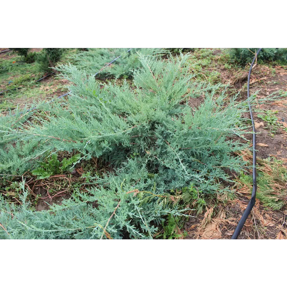 Можжевельник средний Фитцериана Глаука ø13 h40 - 50 см 89465443 STLM-2154910 PLANTMARKET 
