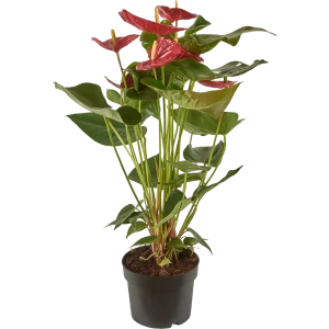 Santreyd Антуриум Рэд Кинг — изысканное сердце тропиков 82383414