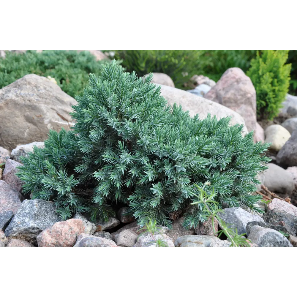 Можжевельник чешуйчатый «Блю Стар» 9x15 см 82625373 STLM-2011308 Santreyd  - Вид №1