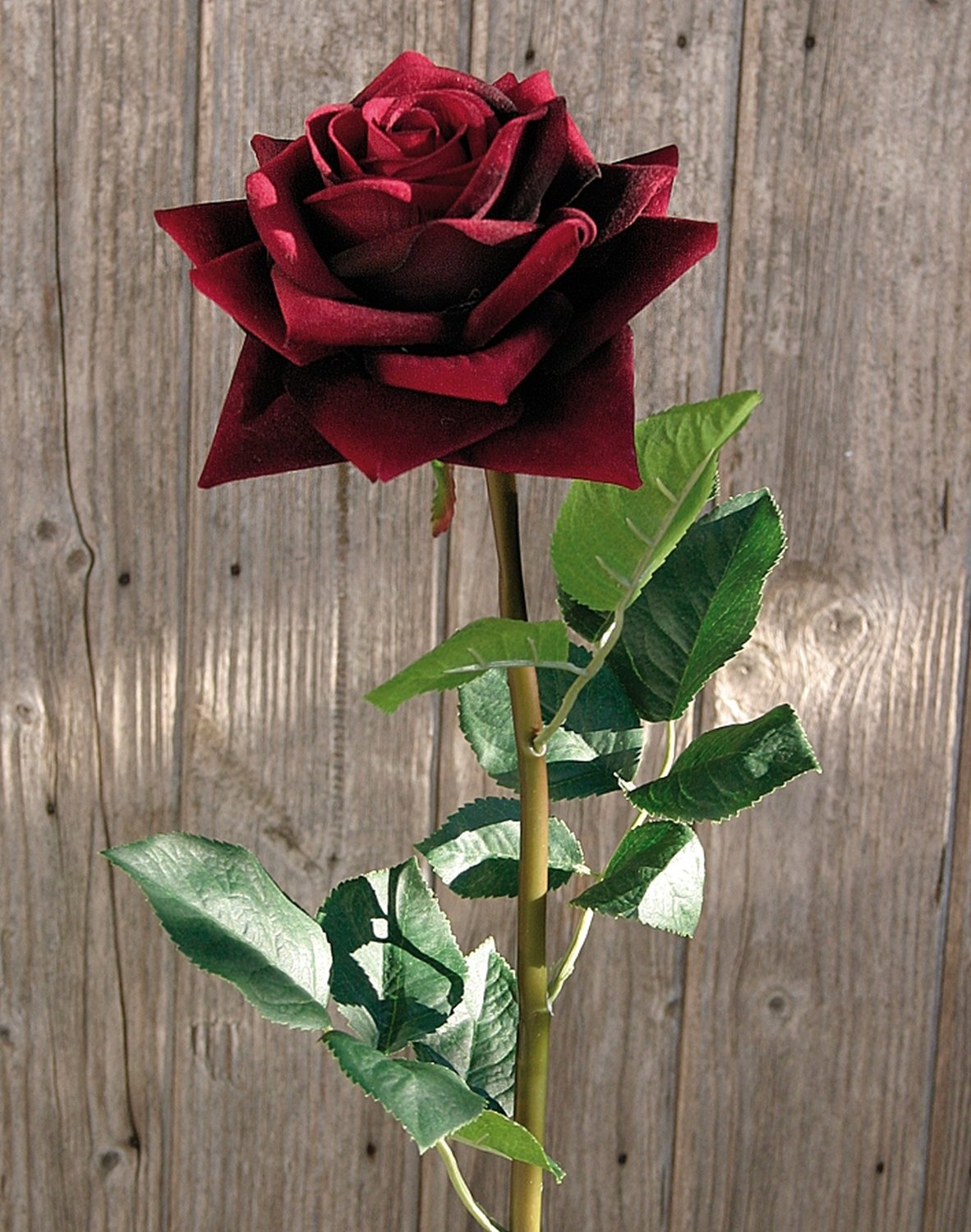 2408 449 a2 Искусственная роза, бархат, 80 см, бордовый H-andreas  - Вид №1