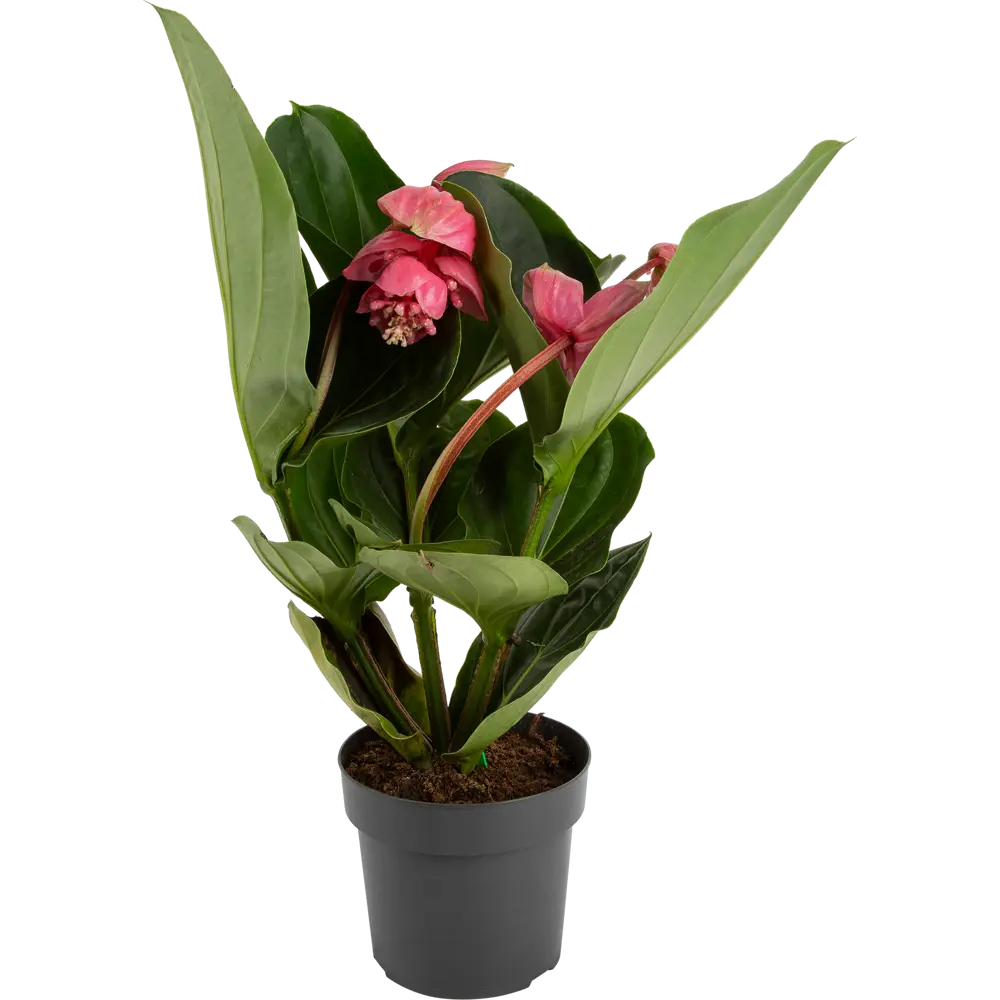 Santreyd Мединилла магнифика - тропическая роскошь для интерьера 82578942 STLM-0030496