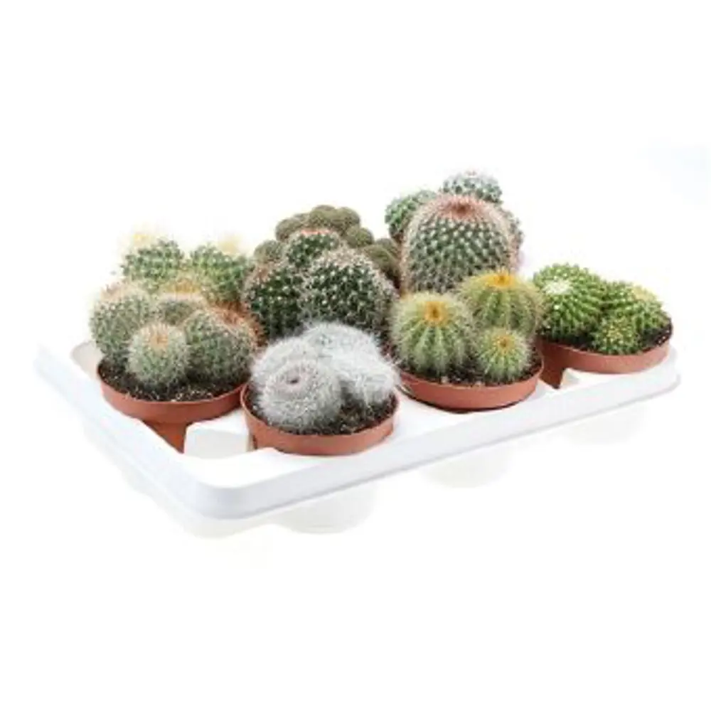 Santreyd Кактус шар микс - живой декор для интерьера 85062772 STLM-0058106 - Вид №2