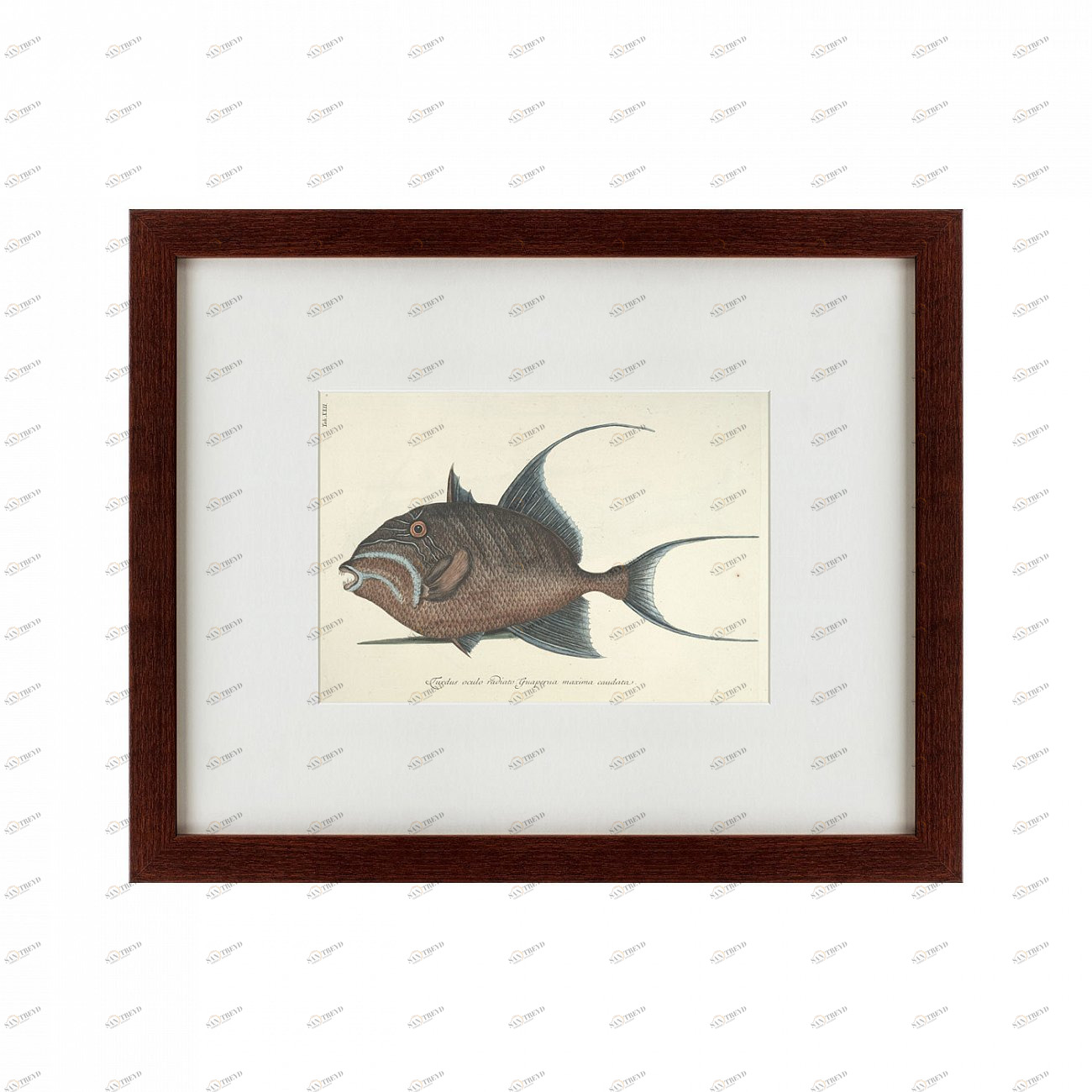 Картина в раме 52х42 см Triggerfish, 1743 КАРТИНЫ В КВАРТИРУ  135743 Серый 