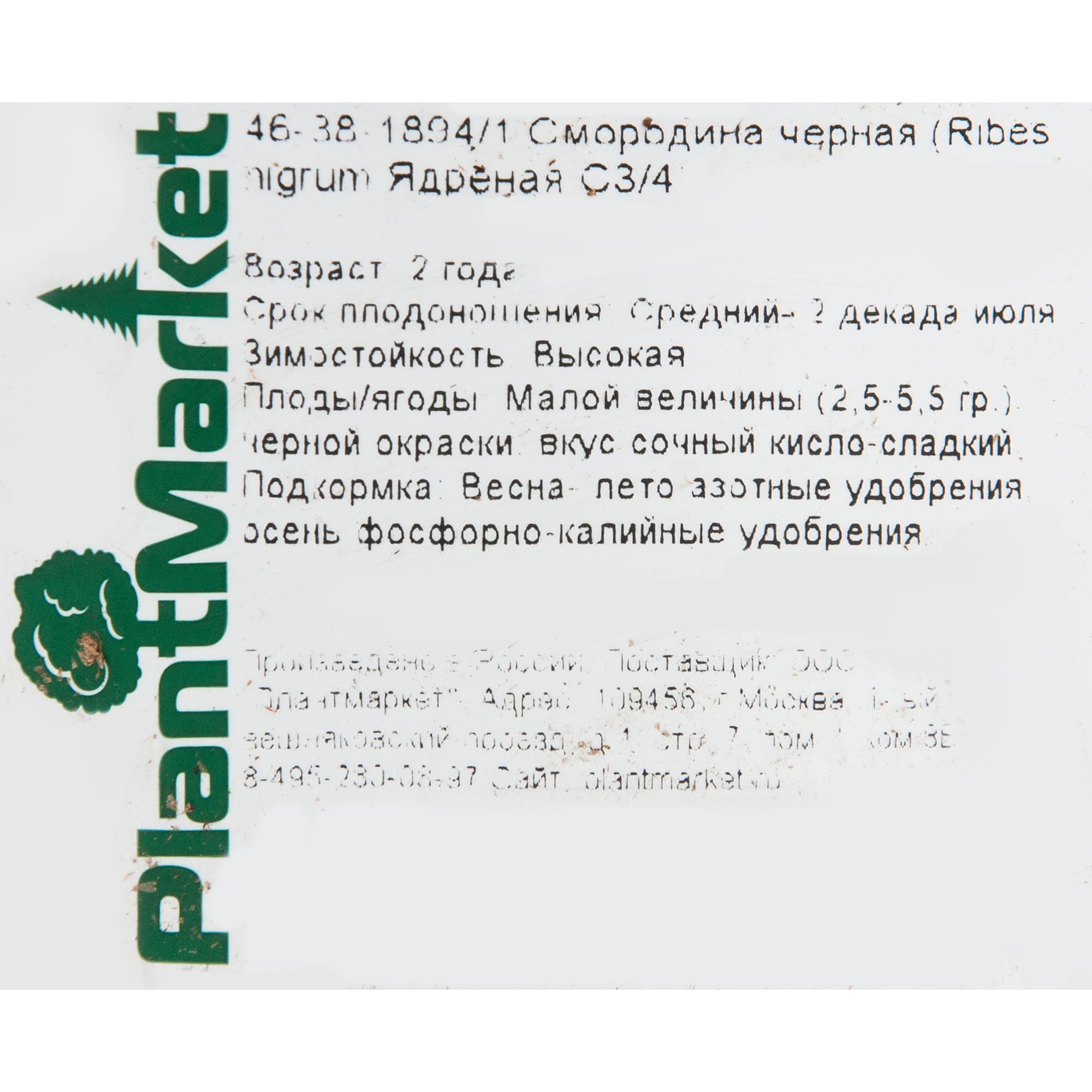 18469886 Смородина чёрная «Ядрёная», С3-С4 Santreyd  - Вид №1