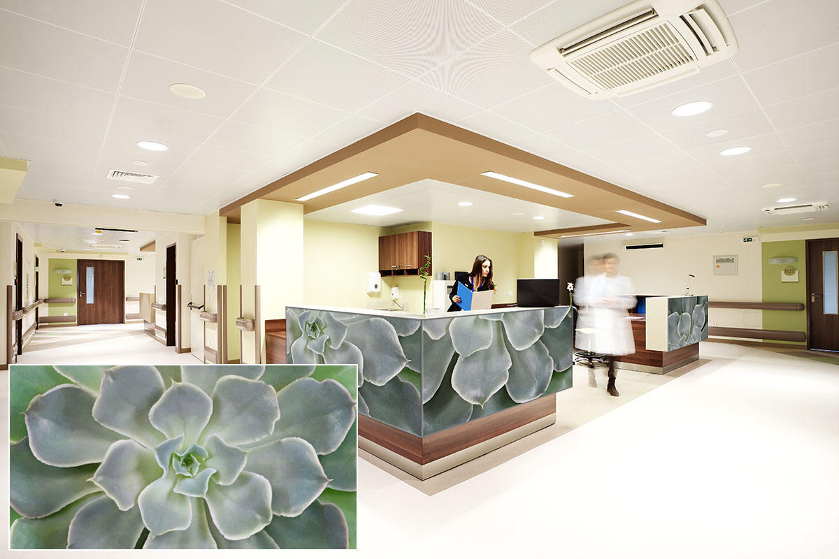 FSRT380 Стекло Vivispectra Zoom с прослойкой echeveria elegans Forms-surfaces  - Вид №14