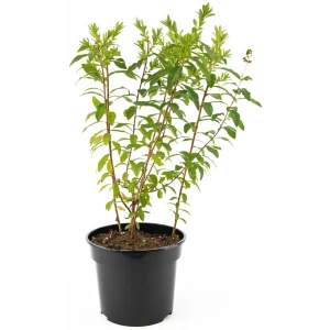 Спирея иволистная Alba от Santreyd — элегантный цветущий кустарник для сада 85292559