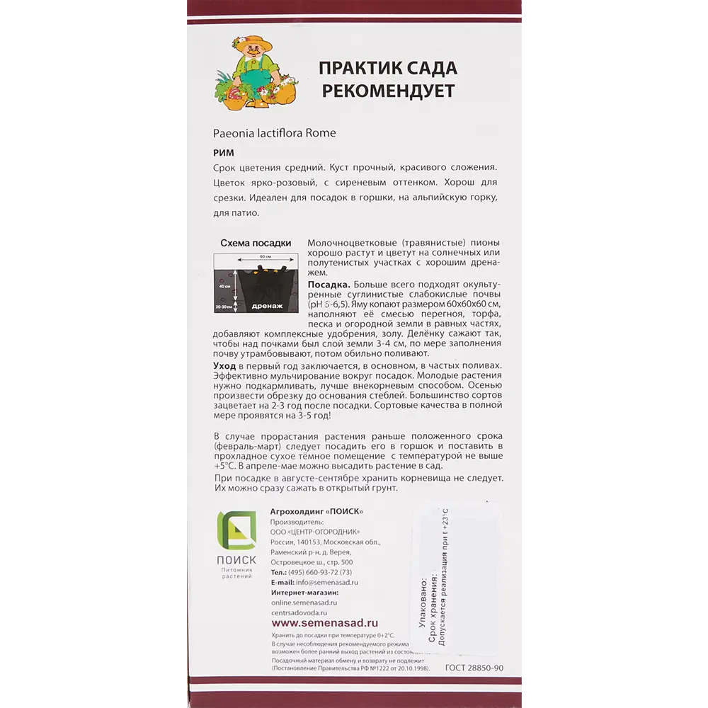 Пион молочноцветковый «Рим», размер луковицы I 82319609 STLM-2063347 Santreyd  - Вид №2