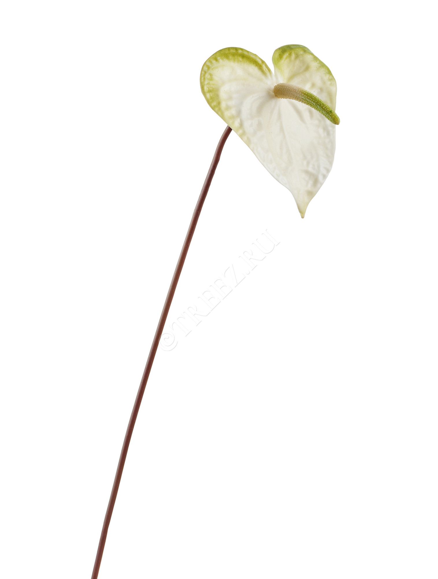 30.11170006WHG Антуриум бело-зелёный Цветочная коллекция 