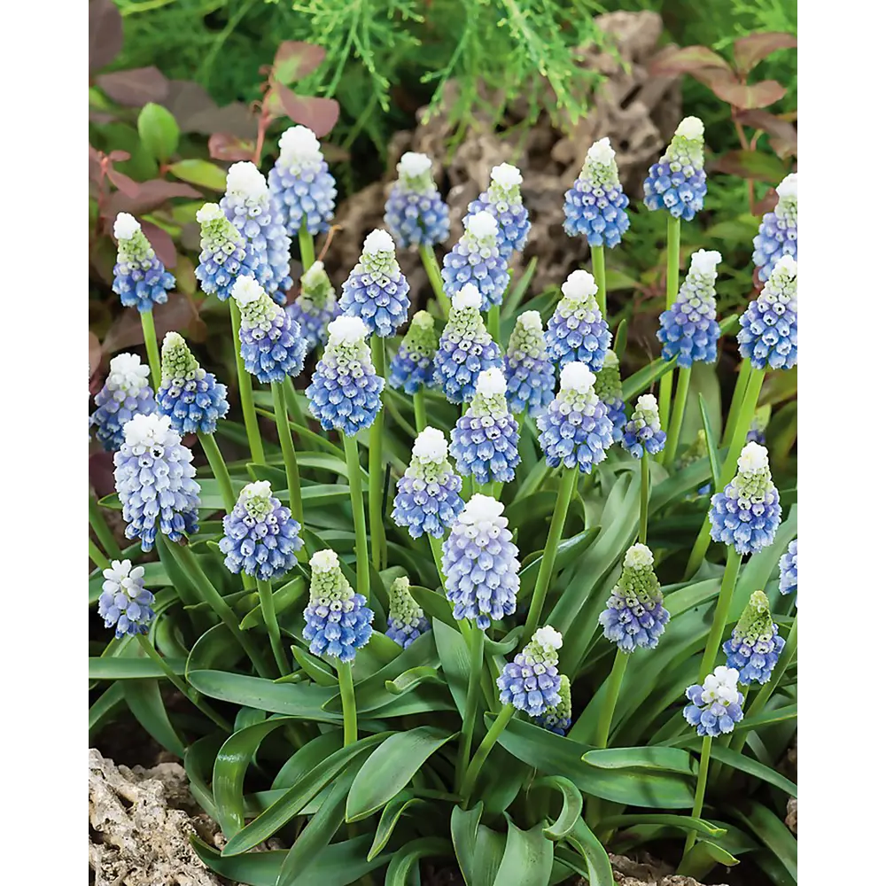 Мускари армянский Маунтин Леди 7/8, 10 шт ПОИСК STLM-2077816