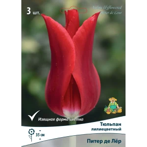 Тюльпан лилиецветный «Питер де Лёр», высота 40 см, 3 шт.