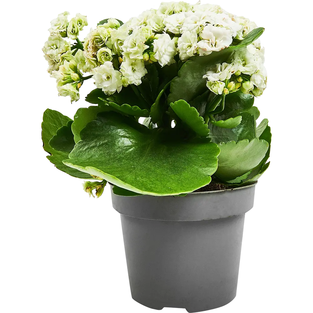 Каланхоэ Розалина микс Santreyd — цветущий суккулент для дома 89352856 STLM-0953940