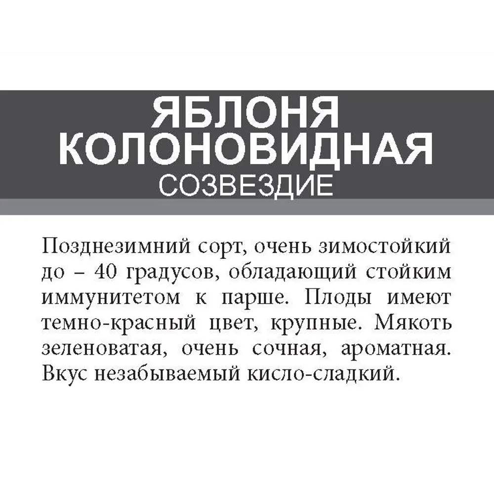 Яблоня колоновидная Созвездие ø20 h180 см 85670473 STLM-2185276 Santreyd  - Вид №1