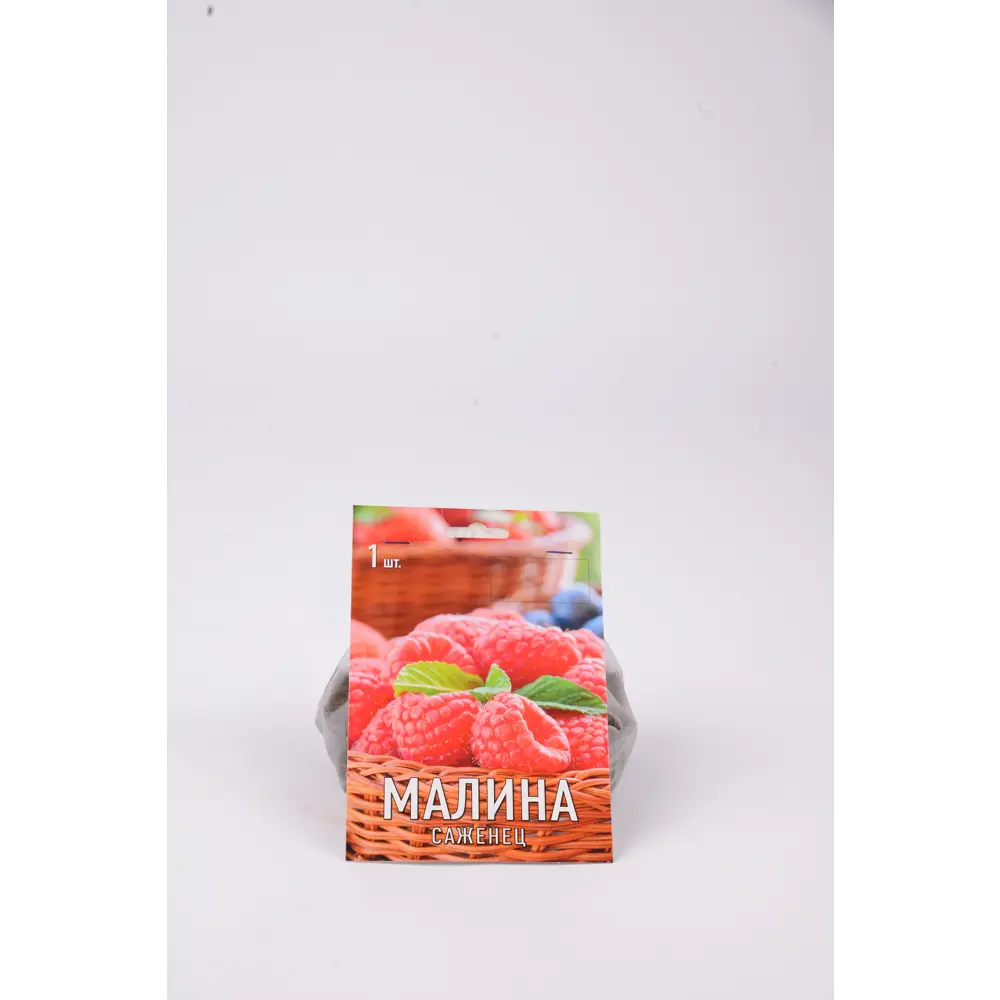 Малина Метеор h17 см 83791400 STLM-2141591 Santreyd 
