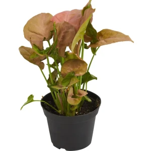 Santreyd Сингониум Мария — тропическая лиана с розово-коричневыми листьями 89394847