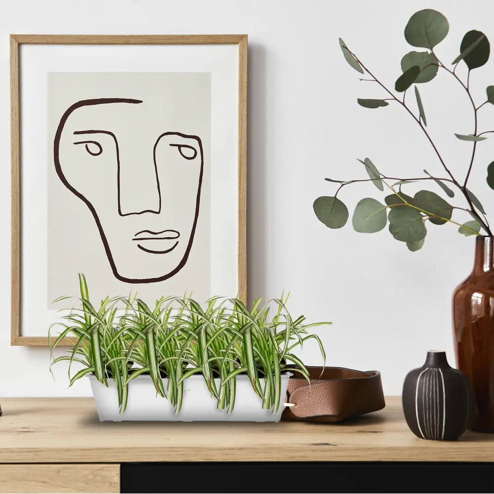 Santreyd Хлорофитум ампельный - живой декор для интерьера 17394350 STLM-0956824 - Вид №2