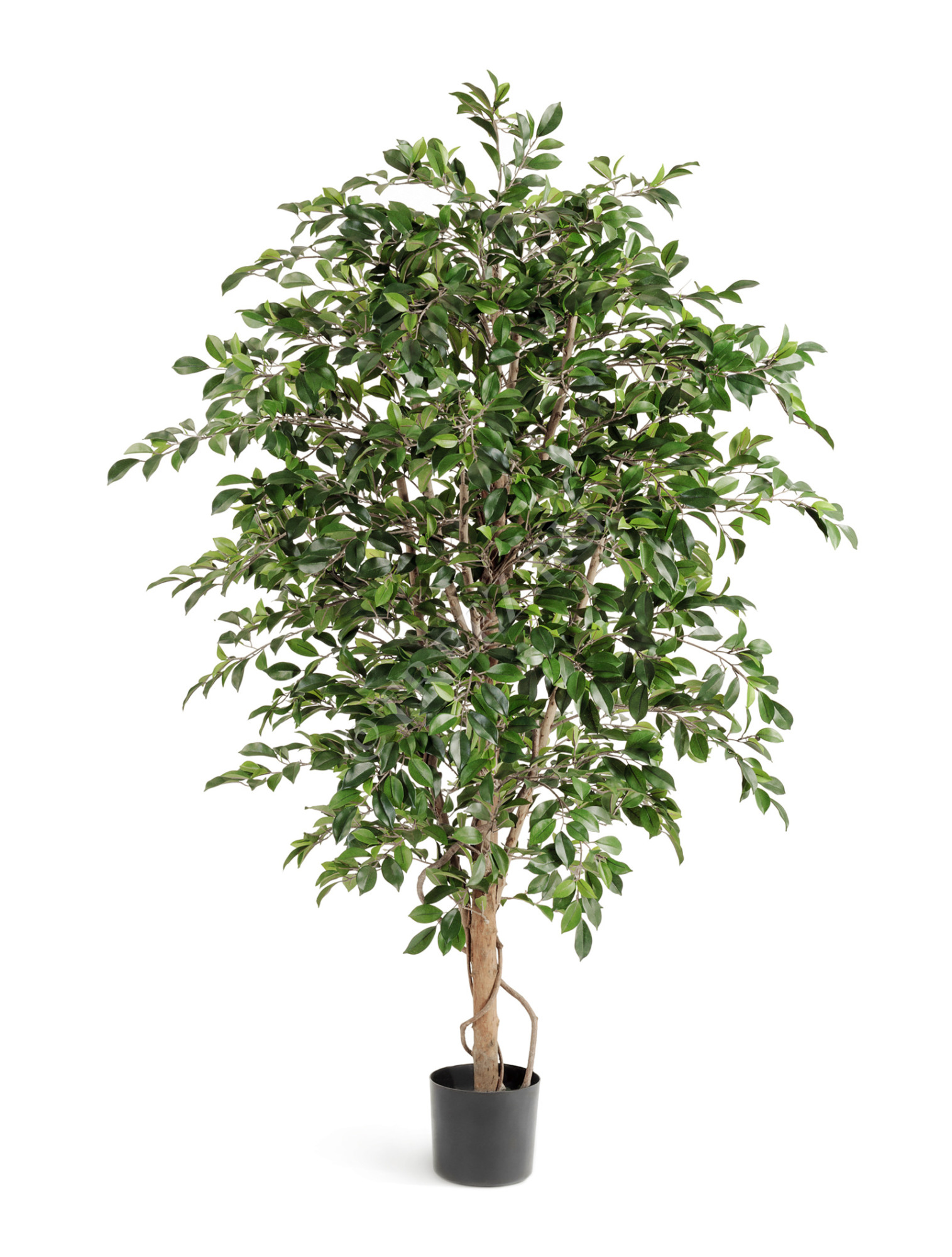 10.33205N Фикус Фолиа зелёный Цветочная коллекция 