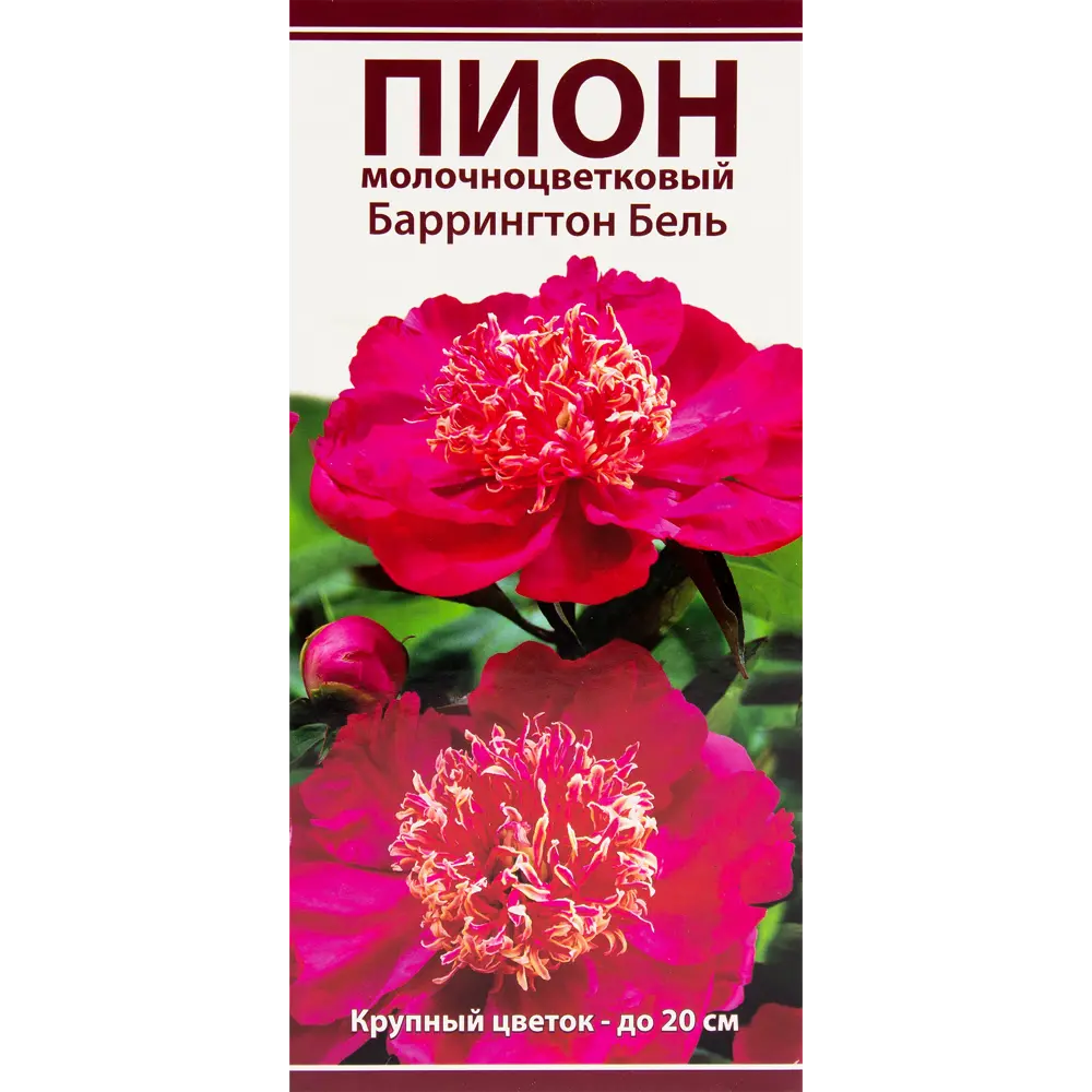 Пион молочноцветковый «Баррингтон Бель», размер луковицы I 82319603 STLM-2028668 Santreyd 