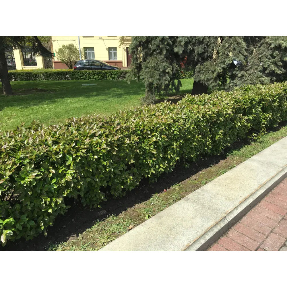 Кизильник блестящий 9x15 см 82625254 STLM-2182413 PLANTMARKET 